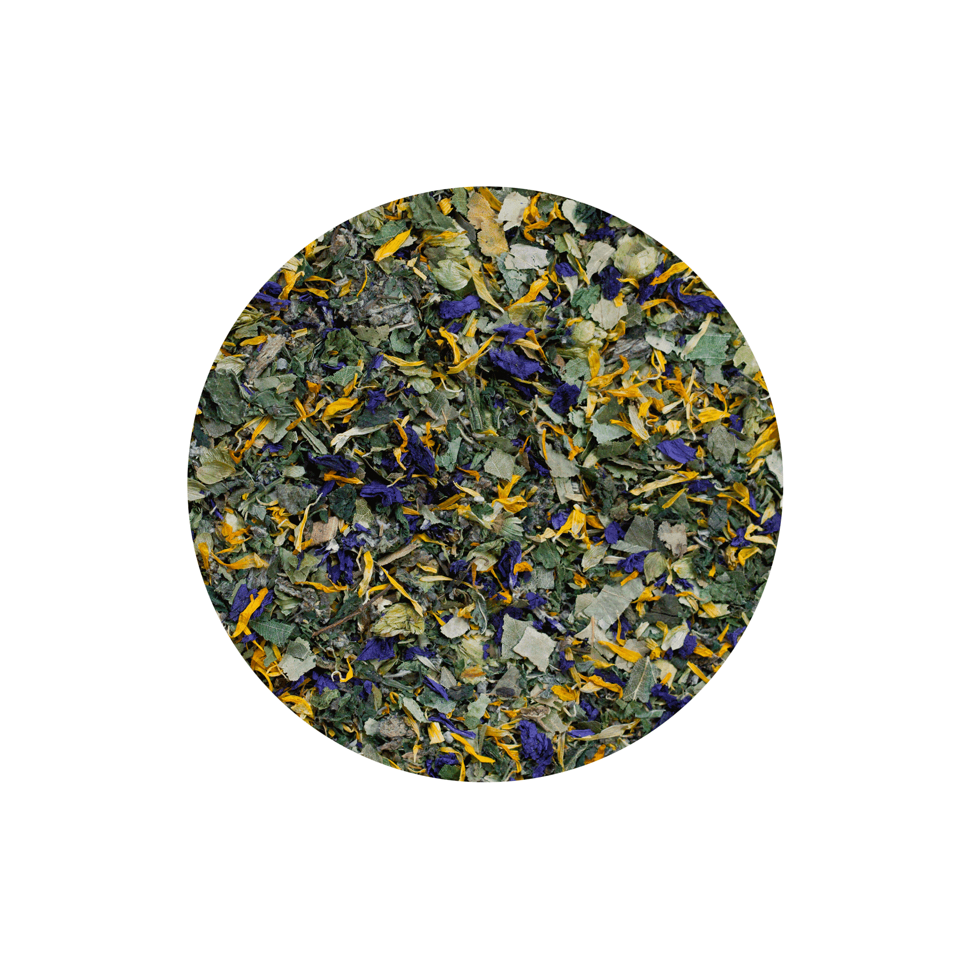 Casanova für sexuelle Ausgeglichenheit bei Rüden